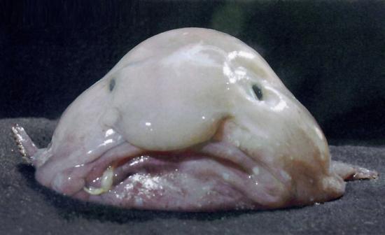 Le blobfish, un poisson australien très fragile et menacé de disparition.