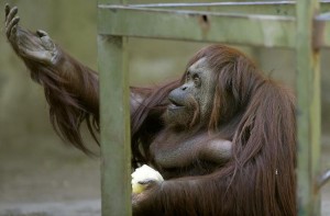 Sandra, orang-outan au zoo de Buenos Aires