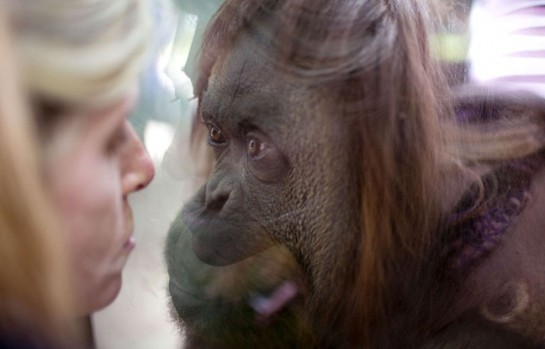 L'orang-outan Sandra au zoo de Buenos Aires