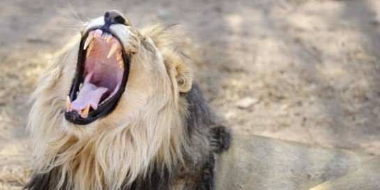 Cecil le lion au parc naturel de Hwange